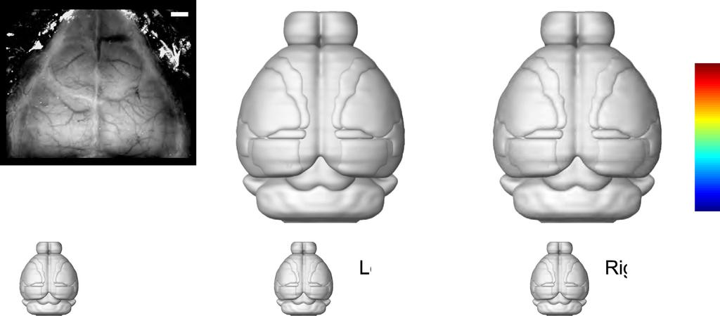 A B C D E Figure 4. Cortical Areas Involved in Object Location Discrimination Revealed by Photoinhibition (A) A grid of photostimulus locations through the clear-skull cap (grid spacing, 1 mm).