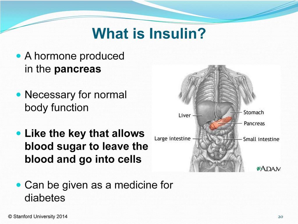Insulin is very important in diabetes. Insulin is a hormone produced in the pancreas, a small gland located below and behind the stomach.