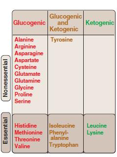 II-Synthesis and degradation of amino acids: GLUCOGENIC AND KETOGENIC AMINO ACIDS Amino acids can be classified as glucogenic, ketogenic, or both based on which of the seven intermediates are
