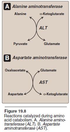 Alanine transaminase (ALT) also called as glutamate pyruvate transaminase (GPT) and Aspartate transaminase (AST) also called as glutamate oxaloacetate transaminase (GOT) are the two most important