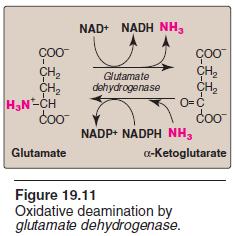 Therefore, the sequential action of transamination (resulting in the collection of amino groups from most amino acids onto α-ketoglutarate to produce glutamate) and the oxidative deamination of that