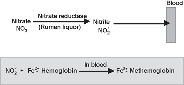 34 Plant Secondary Metabolites Fig. 1. Mechanism of action of nitrate. 1.2. Present in Spinach, raps, sorghum, grasses. 1.3. Principle of Assay The sample is extracted with distilled water and the aqueous extract is clarified with zinc hydroxide.