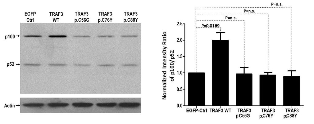 Supplementary Figure 9. TRAF3 wildtype, but not TRAF3 mutants inhibits p100 processing in NPC cells. HK1 cells were transiently transfected with EGFP-Ctrl, TRAF3 WT, and TRAF3 mutants (p.c56g, p.