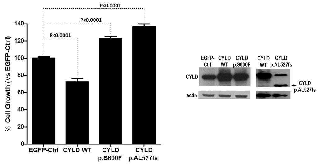 Supplementary Figure 11. CYLD wildtype (WT) gene suppressed the growth of HK1-EBV cells, while CYLD mutant lost such a growth-suppressive activity.