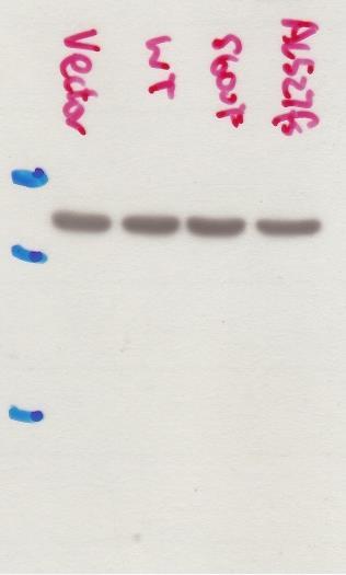 Figure 5C CYLD Figure 5C actin