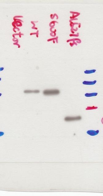 Uncropped images of Western Blot membranes.