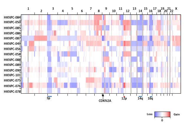 Supplementary Figure 4. Heat map representation of gains and losses in the genomes of 15 NPC tumors.
