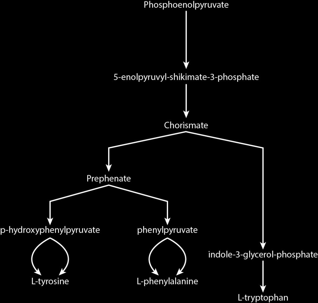Aromatic Family Tryptophan, Phenylalanine, and Tyrosine Each Derived from Phosphoenolpyruvate and Erythrose-4-phosphate Synthesis Pathways