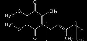 Tyrosine Benzoquinone Portion of Coenzyme
