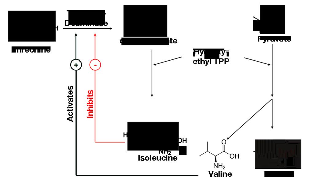 Pyruvate Family Leucine (LEU) /Valine (VAL) /Isoleucine (ILE)