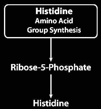 Pyruvate Family Histidine (HIS) Metabolism Most Complex of All