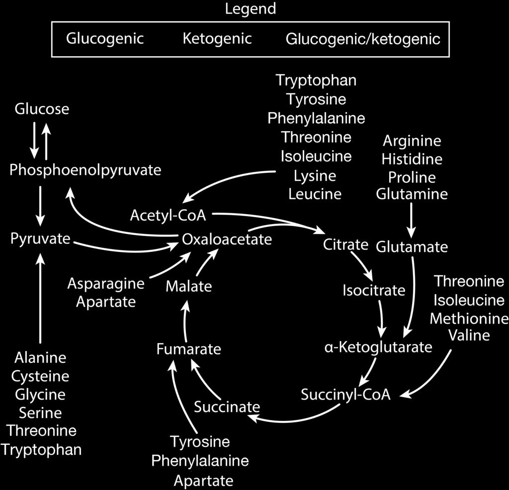 Amino Acid Catabolism Three Categories 1. Glycogenic - Broken Down to Glycolysis/ Gluconeogenesis Intermediates 2. Ketogenic - Broken Down to Acetyl-CoA 3.