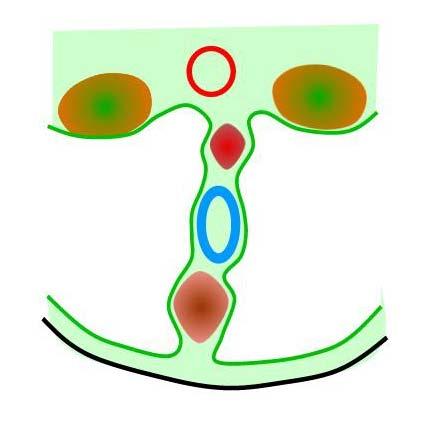septum transversum Midline structures Neural tube Notochord Dorsal aorta Dorsal mesentery Developing