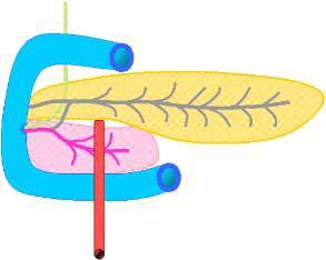 The dual origin of the pancreas explains the anatomical relations of the pancreas The two pancreatic buds fuse in the 6 th week to form the definitive pancreas The dorsal