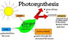 Photosynthesis Chemical reaction where green plants, algae and