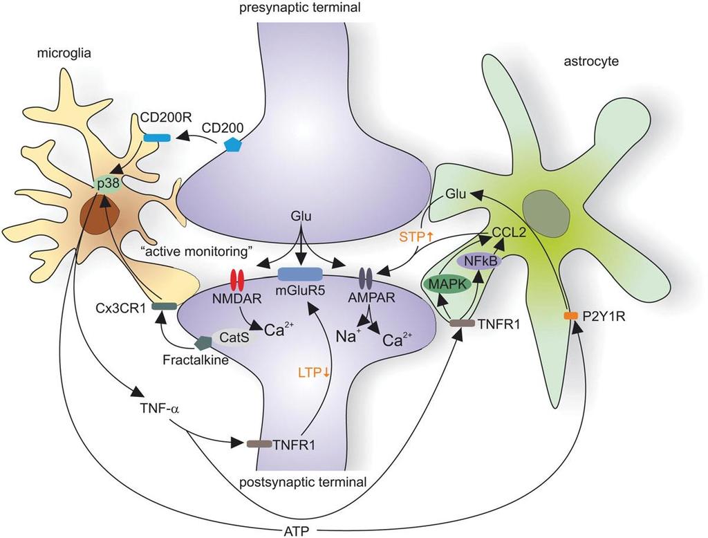Glia-neuron interactions 13