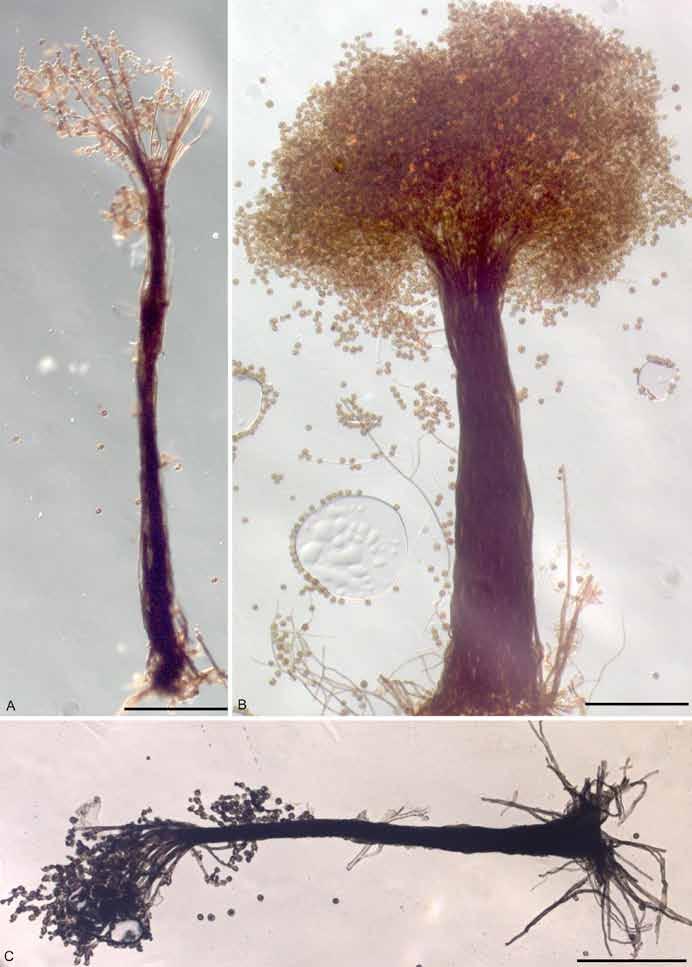 Mel nik & Crous Fig. 1. Braunomyces dictyosporus (HAL 2606). A B.