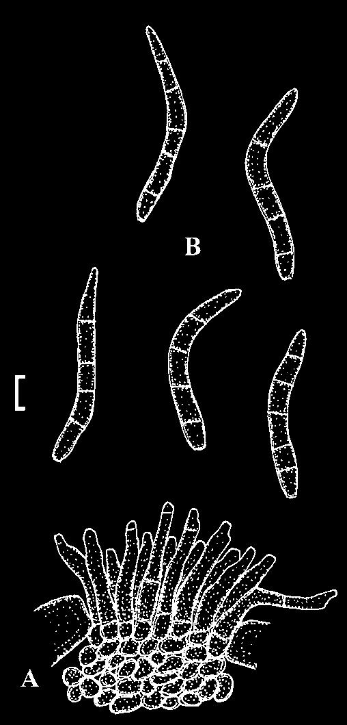 Conidiophores in large, dense fascicles, arising from stromata, erumpent, erect, straight to somewhat sinuous, subcylindrical or attenuated towards the tip, unbranched, 25 50 3 5 µm, 0 3-septate,