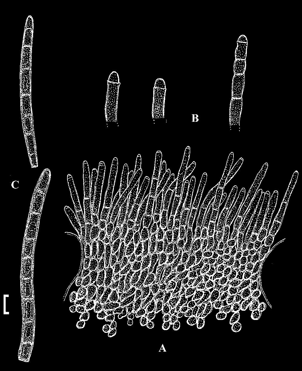 Host range and distribution: On Chamaecyparis obtusa, Cupressaceae, Asia (Japan). Notes: Cercospora chamaecyparidis was described by Sawada based on Japanese material on Chamaecyparis obtusa.