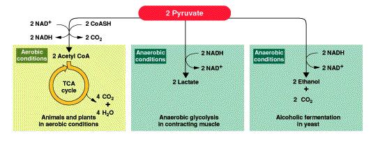 Reactions of glycolysis occurs in the CYTOSOL - THREE FATES OF PYRUVATE Aerobic conditions