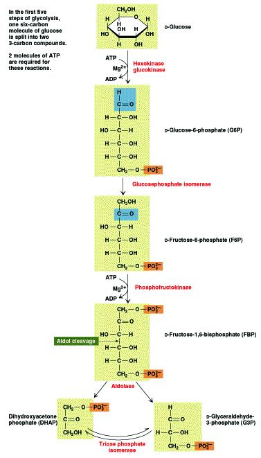 REACTIONS OF GLYCOLYSIS IN