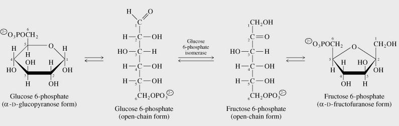1 st Investment of Energy STEP 2: Glucose-6-phosphate to fructose-6-phosphate ENZYME: Phosphoglucose Isomerase Type of ISOMERASE Rearrangement of functional groups to form the isomer; ΔG near