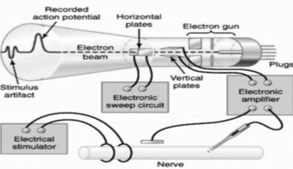 Not covered by myelin sheath (but surrounded by Schwann cells) Postganglionic autonomic fibers & other nerve fibers < 1µ in diameter Characters of nerve fibers: 1- Excitability 2- Conductivity