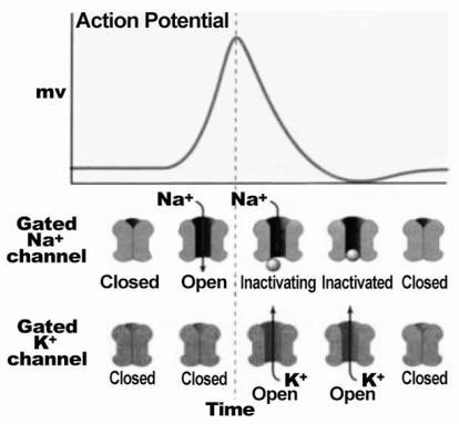 Action potential Definition Rapid changes in the membrane potential following stimulation of the nerve by threshold stimulus.