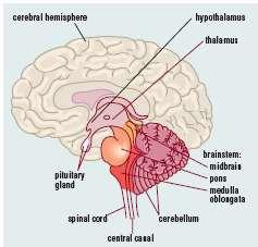 HYPOTHALAMUS As a control centre for homeostasis, the hypothalamus has the following features: A change in the external or internal envts is detected by receptor cells.