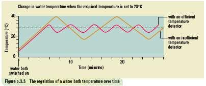 Homeostasis continued If the temp is LESS than the set temp, the thermostat switches ON the water heater.