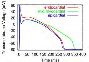 Ventricular Cell Models Priebe & Beuckelmann 1998 Circ Res. 82:1206-1223 Endo Mid Epi G.-R. Li et al. 1998 Am. J. Physiol. 275: H369-H377 Seemann et al. 2003 J Cardiovasc Electrophysiol.