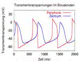 e Extracellular conductivity Cm Membrane capacitance IX Ion current of type X Iinter Intercellular current β