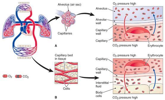 The Process of Respiration Gas Exchange External exchange between alveoli and capillaries Occurs in the lungs Requires a pressure gradient Internal exchange between body tissue and capillaries Occurs