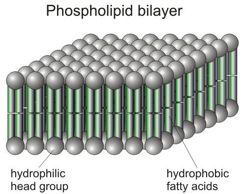 Phospholipids Glycerol is connected to 2 fatty acid molecules and a phosphate group.
