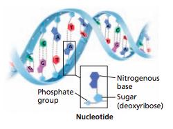 Each nucleotide is made of: a phosphate group, a five carbon sugar, and a