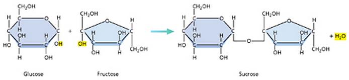 Disaccharide: two monosaccharides bond to form a double sugar.