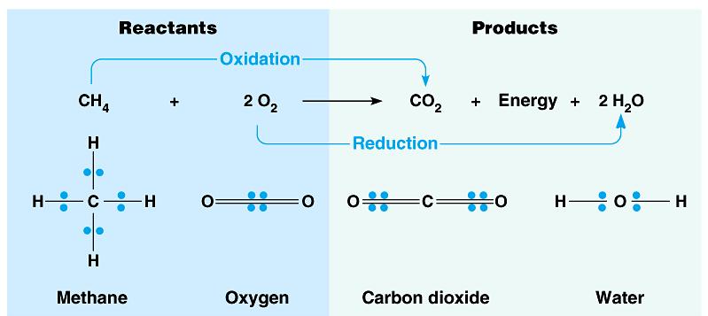 Redox reactions also occur when the movement of electrons is not complete but involve a change in the degree of electron sharing in covalent bonds.