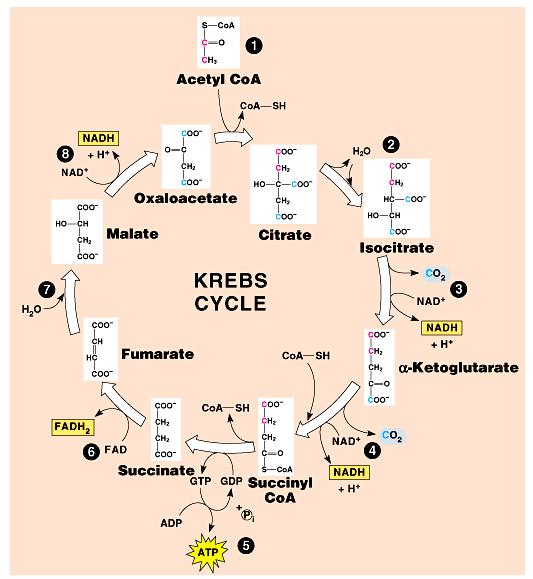 The Krebs cycle