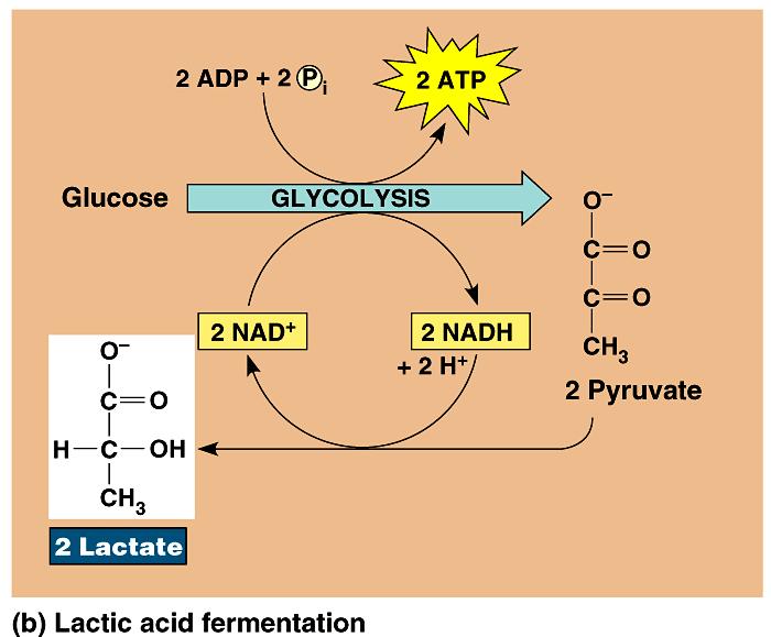 During lactic acid fermentation, pyruvate is reduced directly by NADH to form lactate (ionized form of lactic acid).