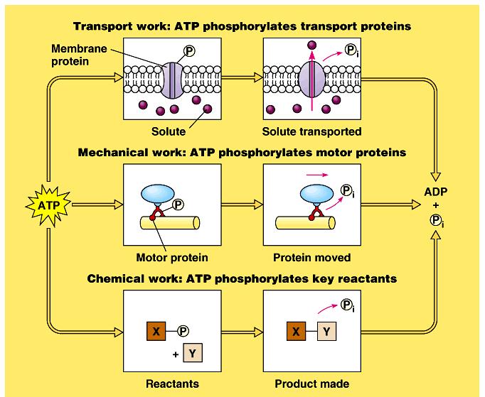 The transfer of the terminal phosphate group from ATP to another molecule is phosphorylation.
