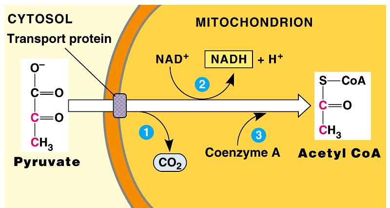 As pyruvate enters the mitochondrion, a multienzyme complex modifies pyruvate to acetyl CoA which enters the Krebs cycle in the matrix. A carboxyl group is removed as CO 2.