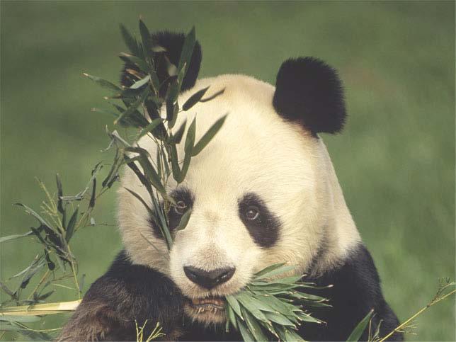 The giant panda Obtains energy for its cells by eating plants