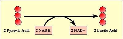 During lactic acid fermentation Pyruvate is reduced directly to NADH to form lactate as a waste product NAD+ is now