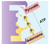 --- yruvate i 6 10 pyruvate kinase G3 --- i 3-hosphoglycerate (3G) -hosphoglycerate (G) hosphoenolpyruvate (E) yruvate - - - - 3