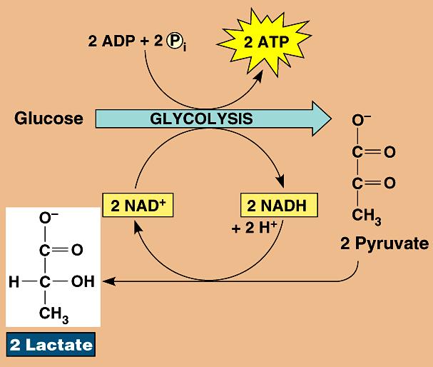 some fungi pyruvate lactic acid 3 3 back to glycolysis cheese, anaerobic exercise (no ) Alcohol