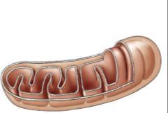 Mitochondria Structure Double membrane energy harvesting organelle smooth outer membrane highly folded inner membrane cristae intermembrane space