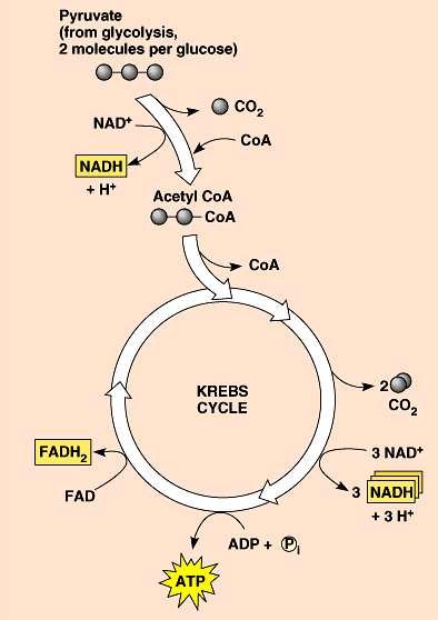 Electron Carriers = Hydrogen Carriers Krebs cycle produces large quantities of electron carriers