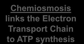 ATP synthase enzyme to build ATP Chemiosmosis links the