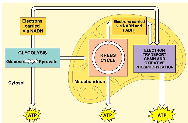 respiration using O 2 in mitochondria 2. Pyruvate oxidation 3.