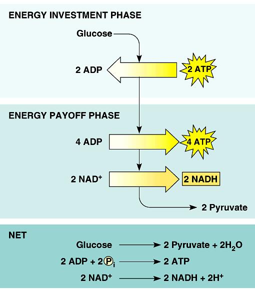 ENERGY INVESTMENT endergonic invest some ATP -2 ATP ENERGY PAYOFF G3P C-C-C-P 4 ATP